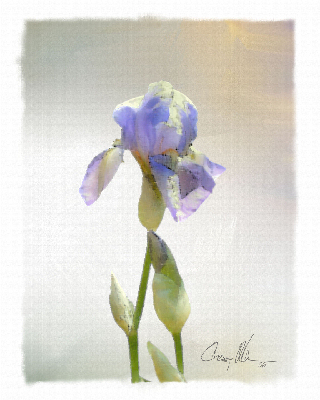 Soothing Periwinkle Iris